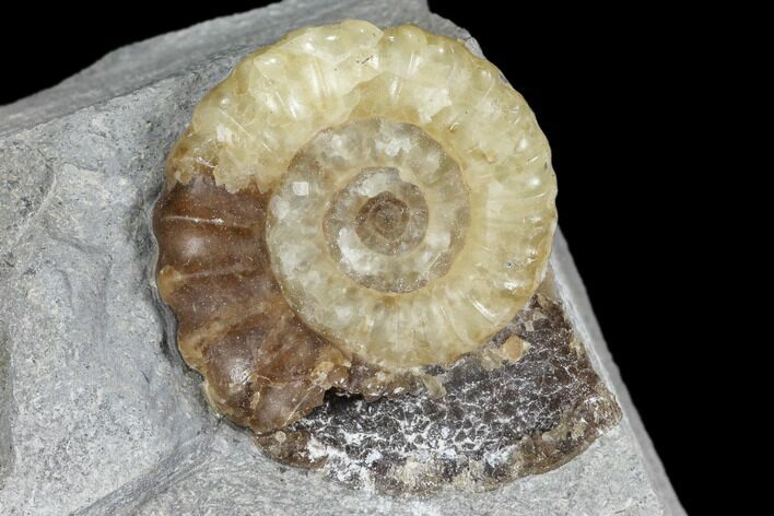 Ammonite (Promicroceras) Fossil - Lyme Regis #103020